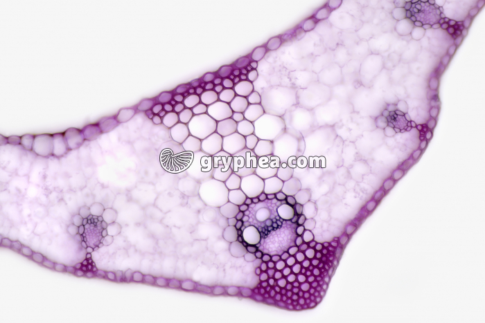 Feuille de Maïs CT x40 - gryphea.com